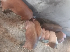 purcei de 11 saptamani 