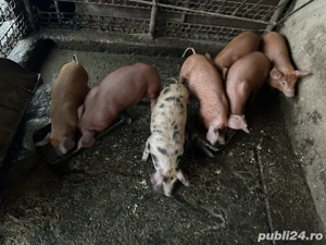 Vand purcei de 8 saotamini