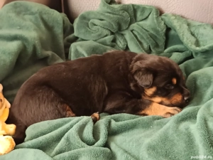 Pui rottweiler  - imagine 2