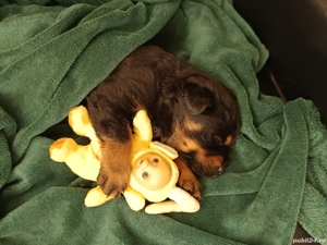 Pui rottweiler  - imagine 3