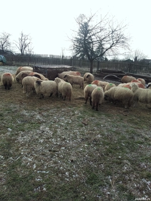 Oii de vanzare - imagine 2