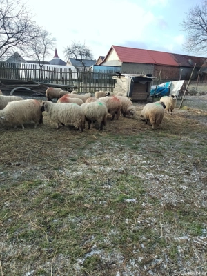 Oii de vanzare - imagine 5