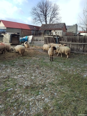 Oii de vanzare - imagine 4