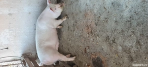 Porci, scrofita Landrace Marele Alb  - imagine 2