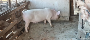 Porci, scrofita Landrace Marele Alb 