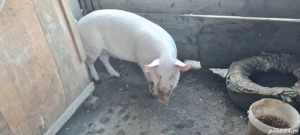 Porci, scrofita Landrace Marele Alb  - imagine 4