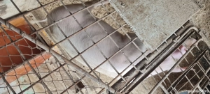 Porc Landrace Marele Alb 50-60kg 