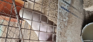Porc Landrace Marele Alb 50-60kg  - imagine 2