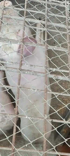 Porc Landrace Marele Alb 50-60kg  - imagine 4