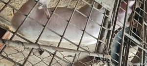 Porc Landrace Marele Alb 50-60kg  - imagine 3