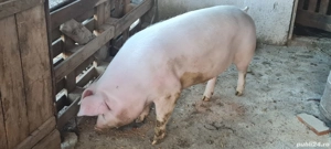 Porc de carne 140-150kg  - imagine 2