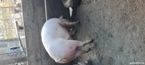 Porc de carne 140-150kg  - imagine 3