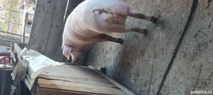 Porc de carne 140-150kg  - imagine 4