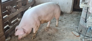 Porc de carne 140-150kg 