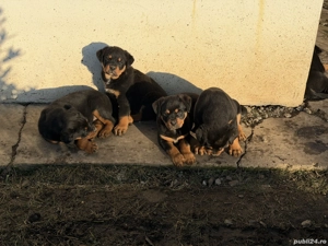 Pui rottweiler de vinzare  - imagine 3