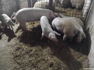 de vanzare soldei de carne 50 60 kg pret pe toti 500 si pe ales 550 de lei  - imagine 2