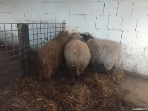 de vanzare soldei de carne 50 60 kg pret pe toti 500 si pe ales 550 de lei  - imagine 3