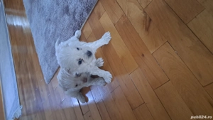 caței bishoni - imagine 4