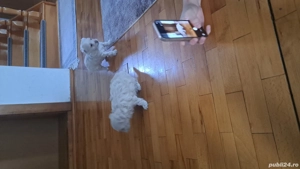 caței bishoni - imagine 5