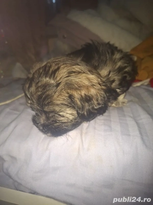 pui bisoni de vanzare - imagine 2
