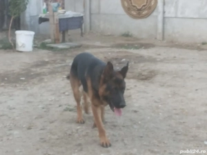 Cățelușe ciobănesc german  - imagine 2