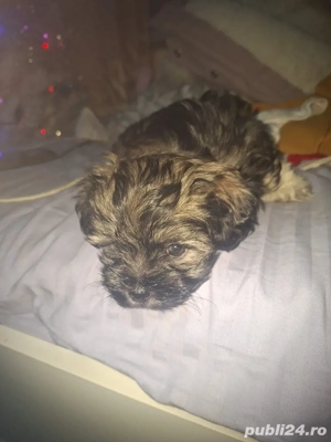 pui bisoni de vanzare - imagine 3