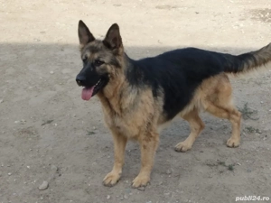 Cățelușe ciobănesc german  - imagine 3