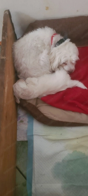 Vând pui,baietel Bishon Maltez pitic - imagine 5