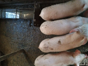 Șoldani de vânzare  - imagine 2