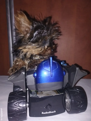 Yorkshire fetița 3 luni - imagine 5