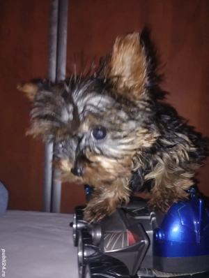 Yorkshire fetița 3 luni - imagine 2