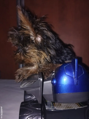 Yorkshire fetița 3 luni - imagine 3