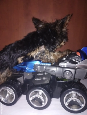 Yorkshire fetița 3 luni - imagine 4