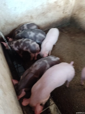 Purcei de vanzare  - imagine 5