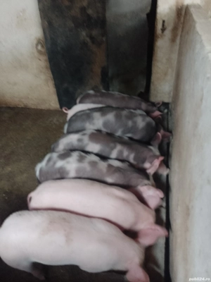 Purcei de vanzare  - imagine 4