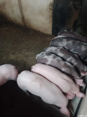 Purcei de vanzare  - imagine 3