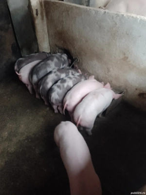 Purcei de vanzare  - imagine 2