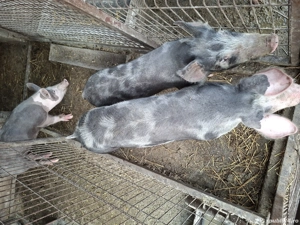 Porci de vanzare - imagine 2