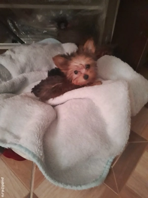 yorkshire   fetiță golg