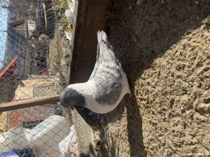 Strasser de Morovie  Masculi