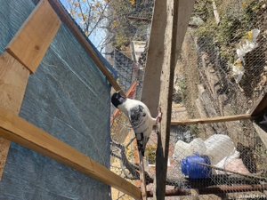 Strasser de Morovie  Masculi - imagine 2