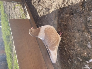 Strasser de Morovie  Masculi - imagine 3