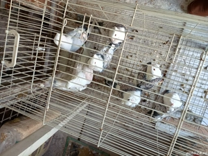 Vând porumbei  - imagine 2