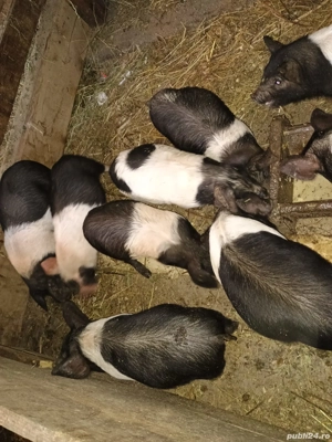 vând purceii bazna  - imagine 2