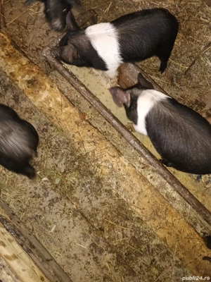 vând purceii bazna  - imagine 3