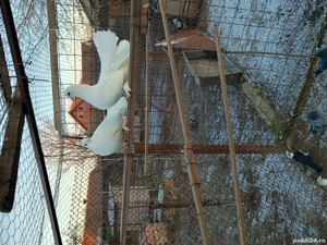 Vând porumbei  - imagine 3