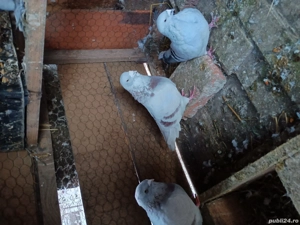 Vând porumbei  - imagine 5