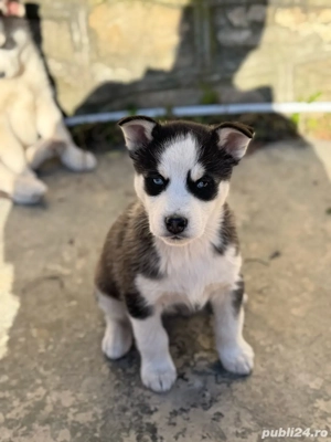 Husky Siberian 