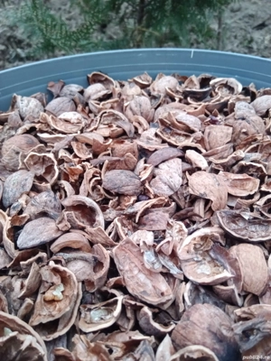 Coaja de nucă și sâmburi de corcodușe.