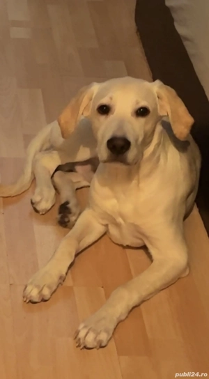 Ofer spre vânzare  un Labrador Retriever auriu 